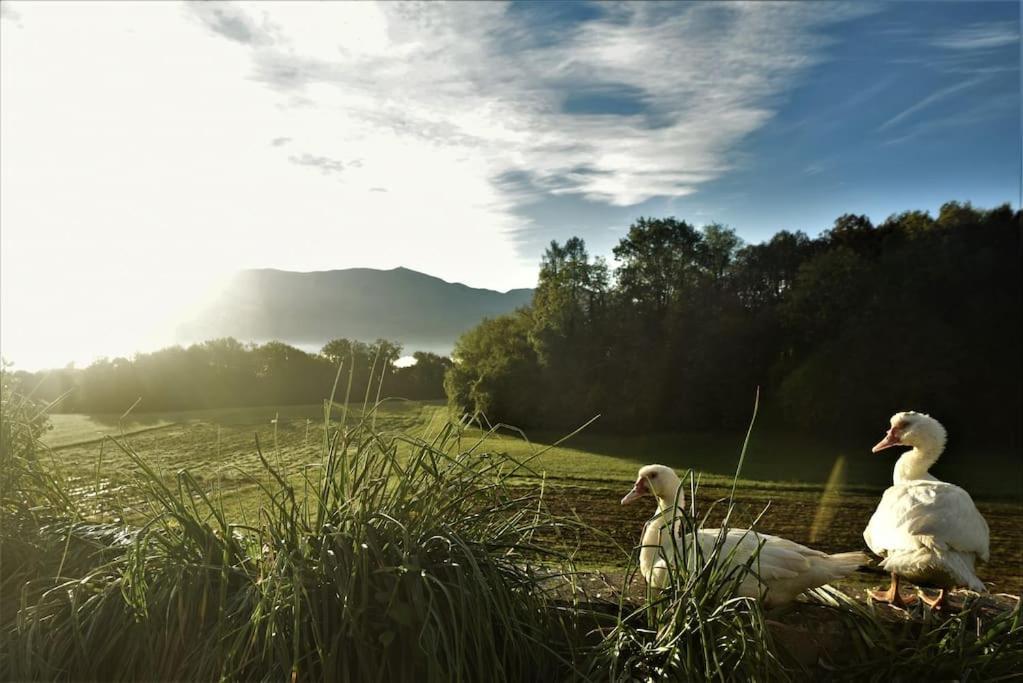 Double Bedroom, Kitchen, Bathroom In Organic Farm เบลลูโน ภายนอก รูปภาพ